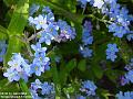 2004-0423ForgetMeNot